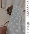 毛布をかぶるうさぎ 136535413
