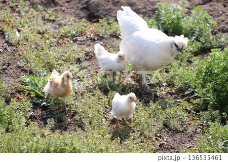 畑でウロウロしているニワトリ 136535461