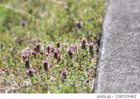 道端に咲くヒメオドリコソウ 136535462