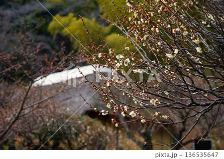 東京都町田市の薬師池公園の梅の風景 136535647