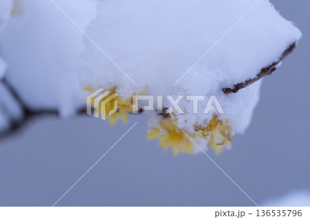雪の積もったロウバイ 136535796