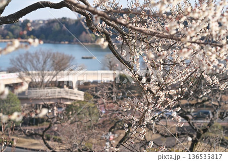 水戸偕楽園と梅の花 水戸偕楽園と梅の花 136535817