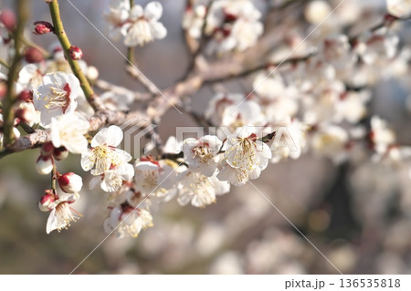 水戸偕楽園と梅の花 水戸偕楽園と梅の花 136535818