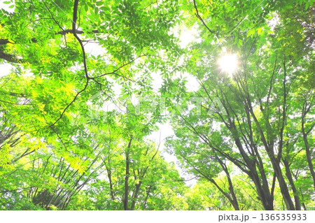 爽やかな新緑の森（木漏れ日・エコイメージ） 136535933