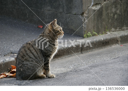 街角に佇み遠くを見つめるキジトラの野良猫 街角に佇み遠くを見つめるキジトラの野良猫 136536000
