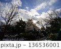 冬の青空と雪を冠した公園の樹木 136536001