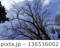 冬晴れの空に伸びる落葉樹の枝 136536002