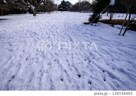 冬の青空と雪を冠した公園の樹木 冬の青空と雪を冠した公園の樹木 136536003