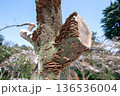 切り株に密集して生えるキノコ（サルノコシカケ） 136536004