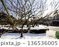 雪解けの庭園で膨らみ始めた梅のつぼみ 136536005