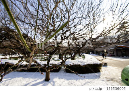 雪解けの庭園で膨らみ始めた梅のつぼみ 雪解けの庭園で膨らみ始めた梅のつぼみ 136536005