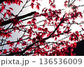 逆光に透ける鮮やかな赤いモミジの葉 136536009