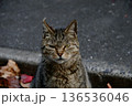 鋭い眼差しでカメラを見つめる野良猫のアップ 136536046