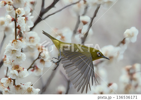 梅の花に飛ぶメジロ 136536171