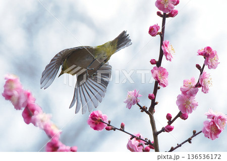 梅林を飛ぶメジロ 136536172