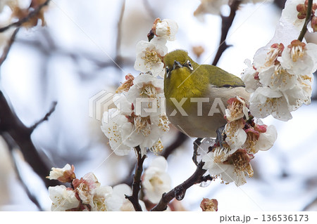 梅の花の蜜を吸うメジロ 梅の花の蜜を吸うメジロ 136536173