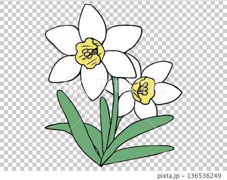 Daffodil White Yellow Trumpet Daffodil White Yellow Trumpet 136536249