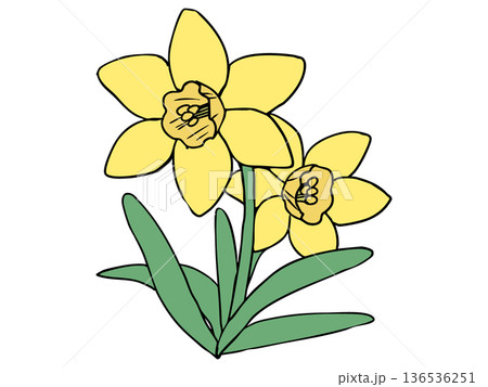 スイセン 黄色 イエローラッパ 136536251
