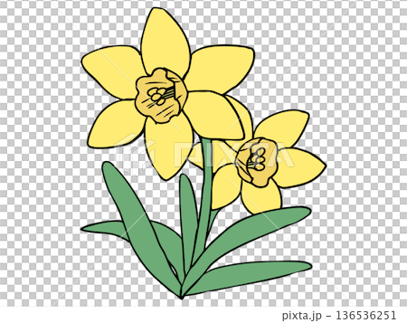 Daffodil Yellow Yellow Trumpet 136536251