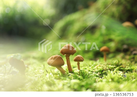 苔の中に生えるキノコ 136536753