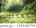 苔の中に生えるキノコ 136536754
