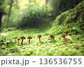 苔の中に生えるキノコ 136536755