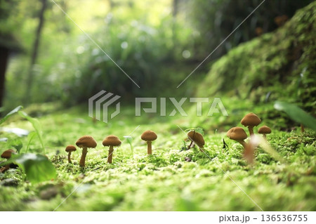 苔の中に生えるキノコ 苔の中に生えるキノコ 136536755