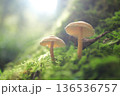 苔の中に生えるキノコ 136536757