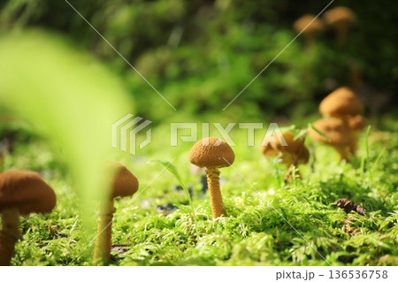 苔の中に生えるキノコ 136536758