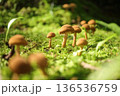 苔の中に生えるキノコ 136536759