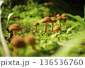 苔の中に生えるキノコ 136536760