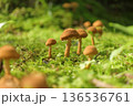 苔の中に生えるキノコ 136536761