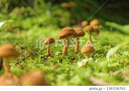 苔の中に生えるキノコ 136536761