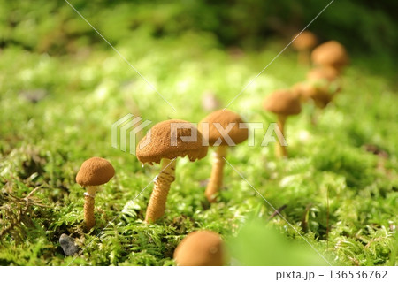 苔の中に生えるキノコ 136536762