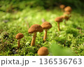 苔の中に生えるキノコ 136536763