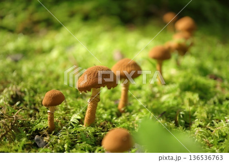 苔の中に生えるキノコ 苔の中に生えるキノコ 136536763