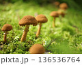 苔の中に生えるキノコ 136536764