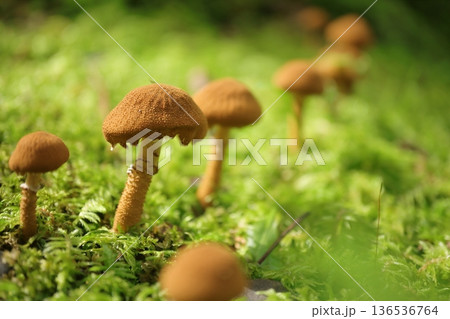 苔の中に生えるキノコ 136536764
