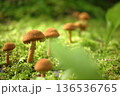 苔の中に生えるキノコ 136536765