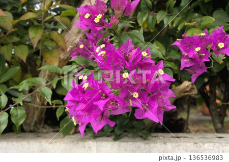 ブーゲンビリア 南国の花 ブーゲンビリア 南国の花 136536983