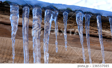 Many long icicles hang from the roof. Water drips from ice icicles. Many long icicles hang from the roof. Water drips from ice icicles. 136537085
