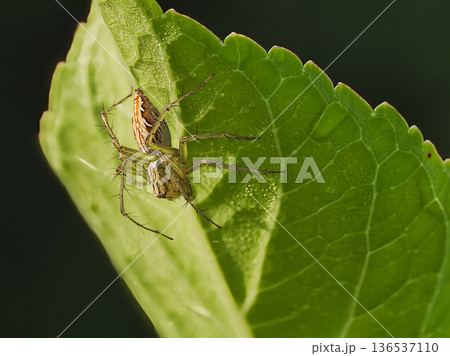 葉の上で獲物を待つクサグモ 136537110