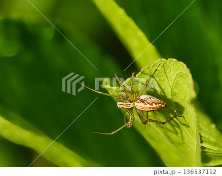 葉に止まるササグモ 葉に止まるササグモ 136537112