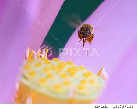 蓮の花びらを飛ぶ蜜蜂 蓮の花びらを飛ぶ蜜蜂 136537113