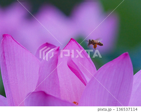 蓮の花に止まるミツバチ 136537114