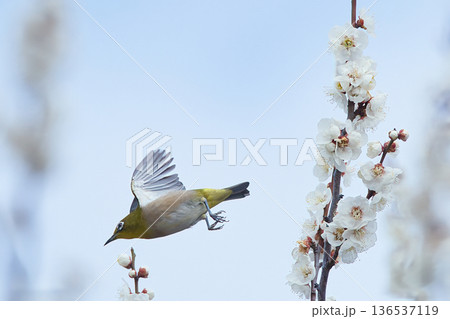 梅を飛び回るメジロ 136537119