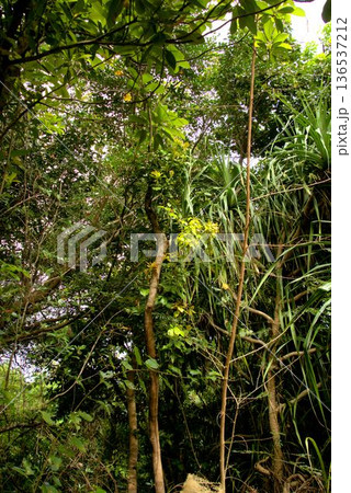 石垣島のジャングルの風景　 136537212
