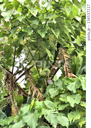 バナナの木 石垣島 風景 バナナの木 石垣島 風景 136537217