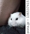 みつめるハムスター 136537415