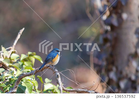 木に止まるルリビタキ 木に止まるルリビタキ 136537592